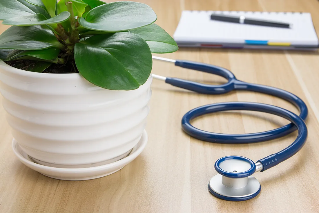 contact-us PRP Doctors office with plant and stethoscope